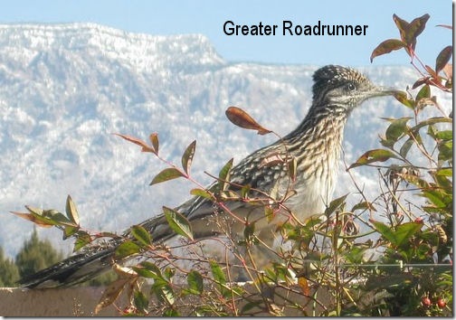 Greater Roadrunner