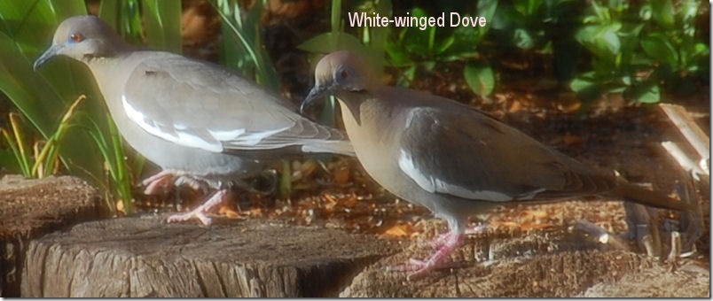 White Winged Dove