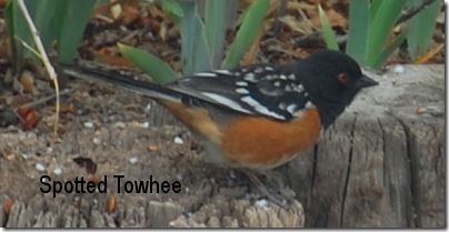 Spotted Towhee