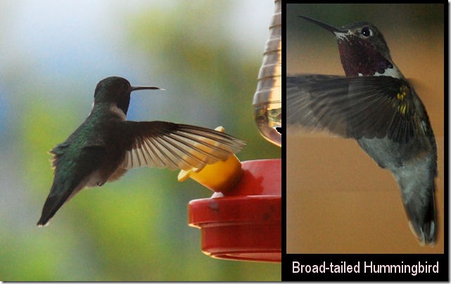 Broad Tailed Hummingbird