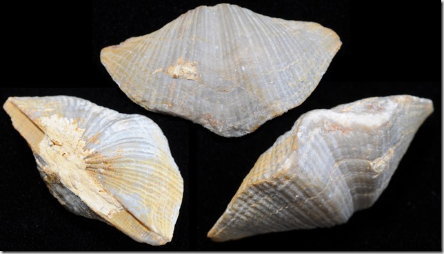 Brachiopod